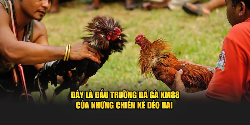 Đây là đấu trường đá gà KM88 của những chiến kê dẻo dai