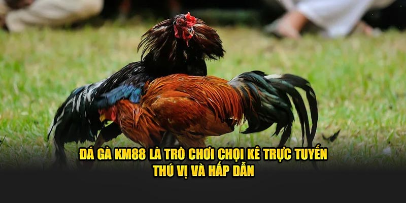 Đá gà KM88 là trò chơi chọi kê trực tuyến thú vị và hấp dẫn